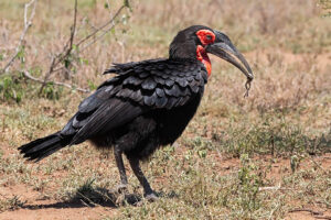 Southern Ground Hornbill