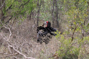 Southern Ground Hornbill