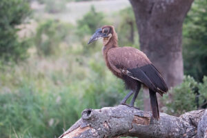 Southern Ground Hornbill