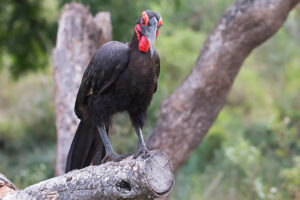 Southern Ground Hornbill