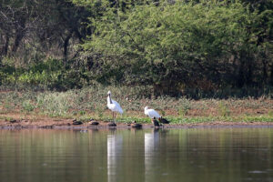 Spoonbill