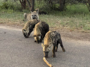 Spotted Hyena