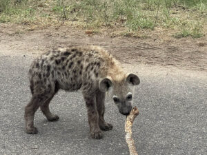 Spotted Hyena