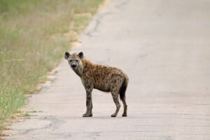 Spotted Hyena