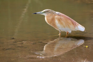 Squacco Heron