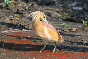 Squacco Heron