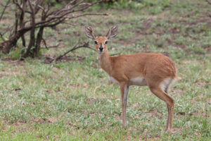 Steenbokke