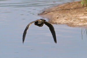 Striated Heron