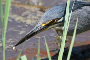 Striated Heron