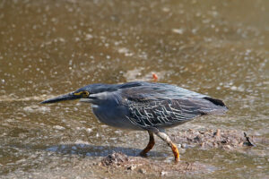 Striated Heron