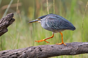 Striated Heron