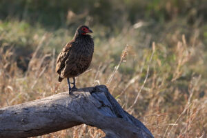 Swainsons Spurfowl