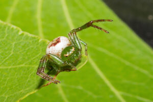 Synema sp Crab Spider