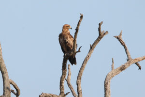 Tawny Eagle