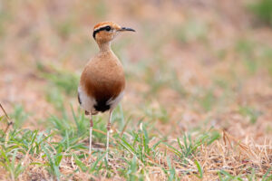 Temmincks Courser