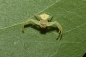 Thomisus sp Crab Spider