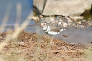 Three Banded Plover