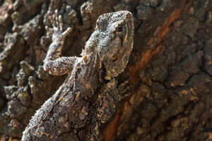 Tree Agama Female