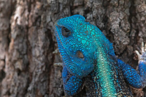 Tree Agama Male