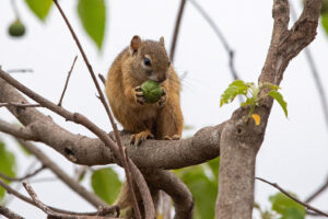 Tree Squirrel