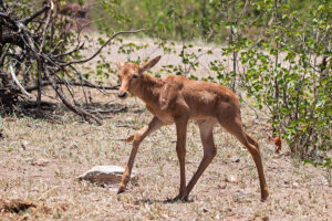 Tsessebe