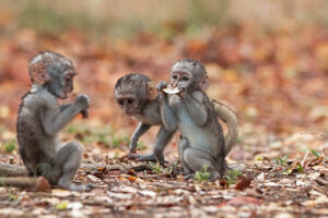 Vervet Monkey