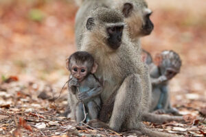 Vervet Monkey