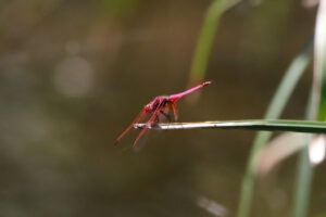 Violet Dropwing