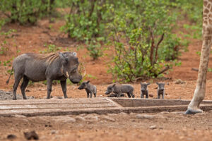 Warthog