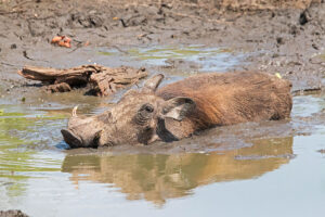 Warthog