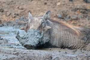 Warthog