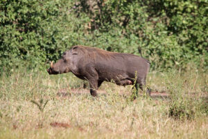 Warthog