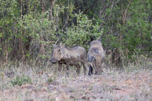 Warthog