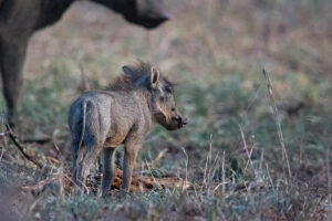 Warthog Piglet