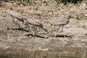 Water Thick knee