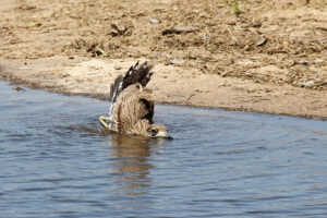 Water Thick knee