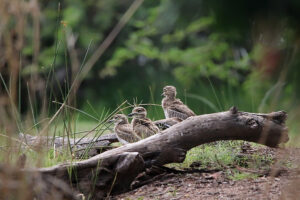 Water Thick knee