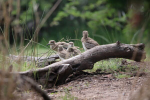 Water Thick knee