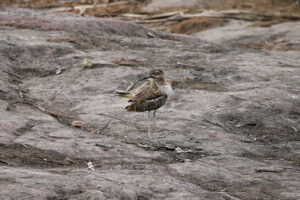 Water Thick knee