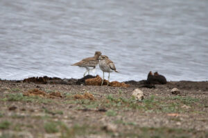 Water Thick knee