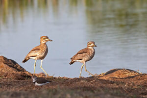 Water Thick knee