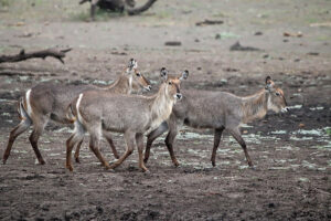 Waterbuck