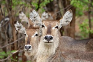 Waterbuck