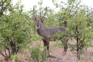 Waterbuck