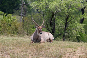 Waterbuck