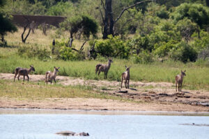 Waterbuck