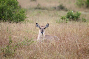 Waterbuck