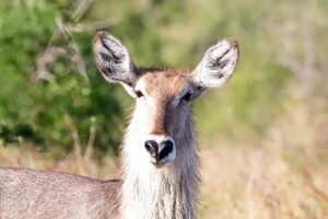 Waterbuck