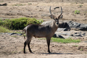 Waterbuck