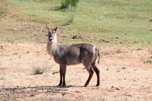 Waterbuck